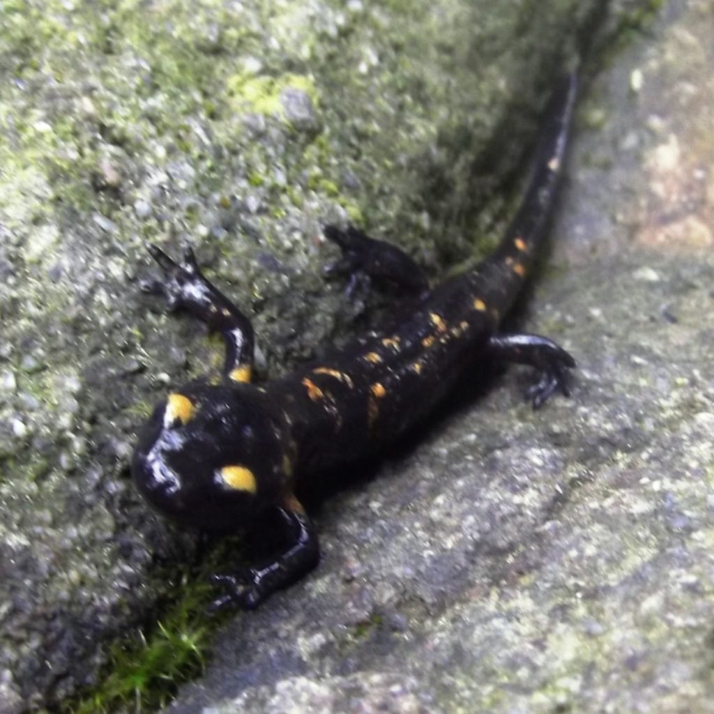 giovane Salamandra